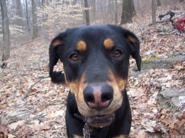 trail dog