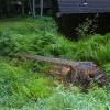 My yard-Bridge 1