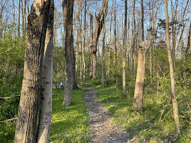 Volunteers Needed for Nox Trail Maintenance